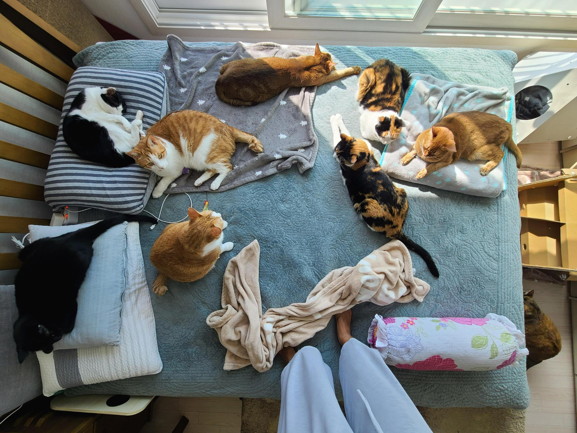 아홉마리 고양이들 사진 한장에 다 넣기. 성공! 다묘집사 소원성취!