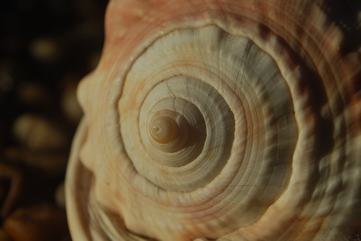 프랙탈과 카오스의 관계