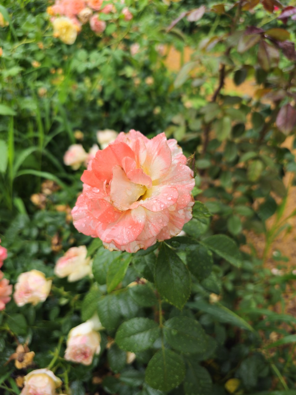 고령 장애인 위한 장기요양 제도