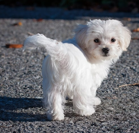 강아지 다리 경련 떨림 vs 발작 위험 이유 5가지와 관리법