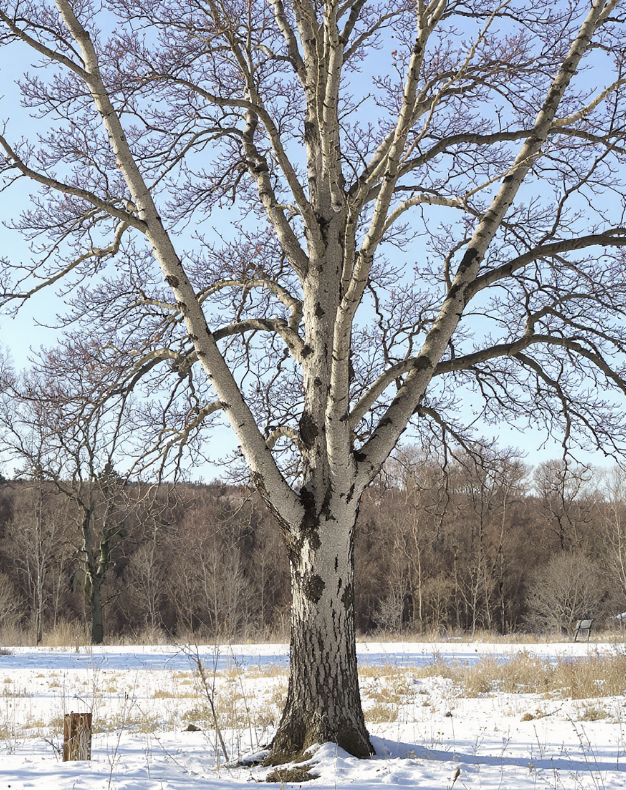 겨울&amp;#44; 드러나는 본연의 아름다움