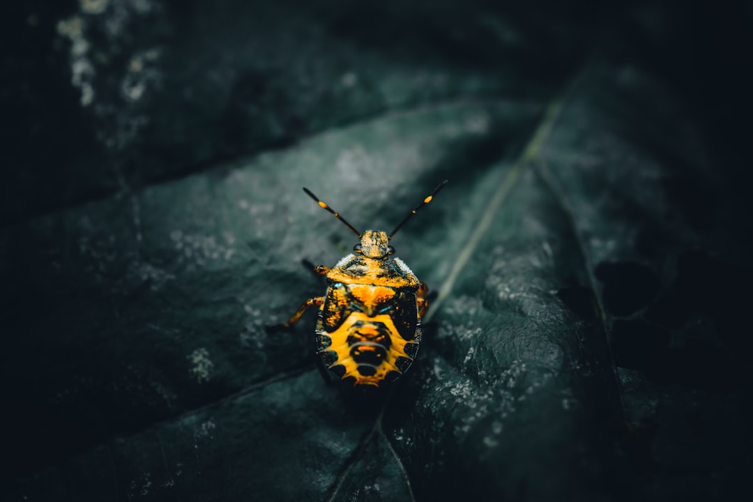 Insect