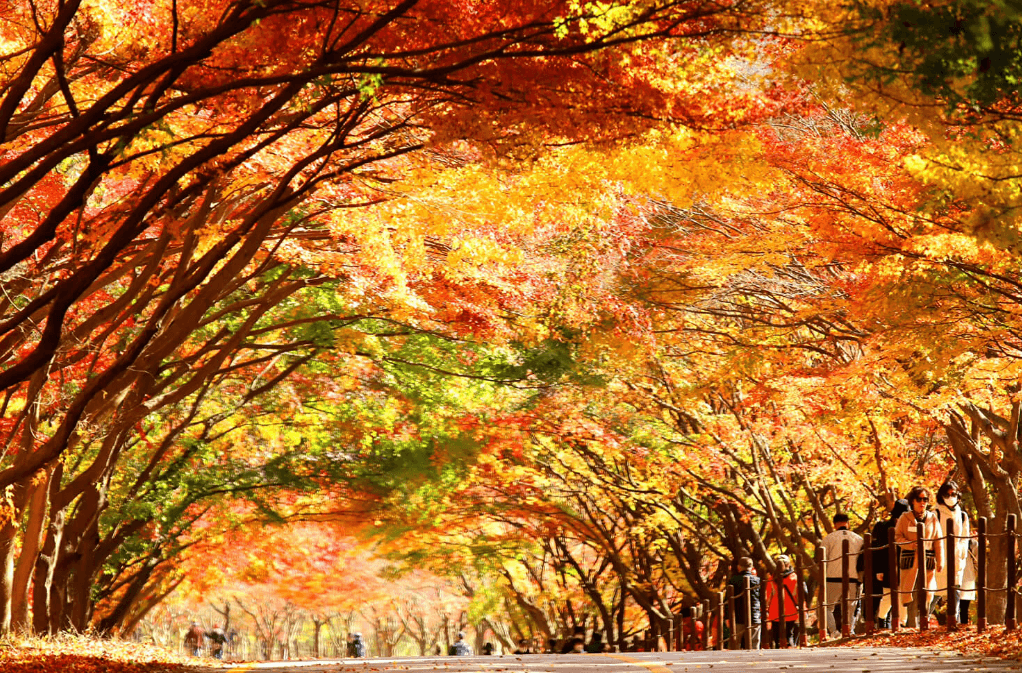 내장산 단풍시기, 절정, 축제