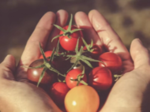 방울토마토 효능 영양성분