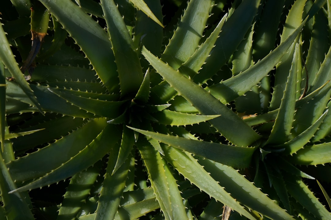 Aloe vera
