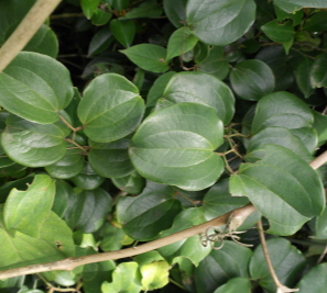 청미래덩굴 잎1