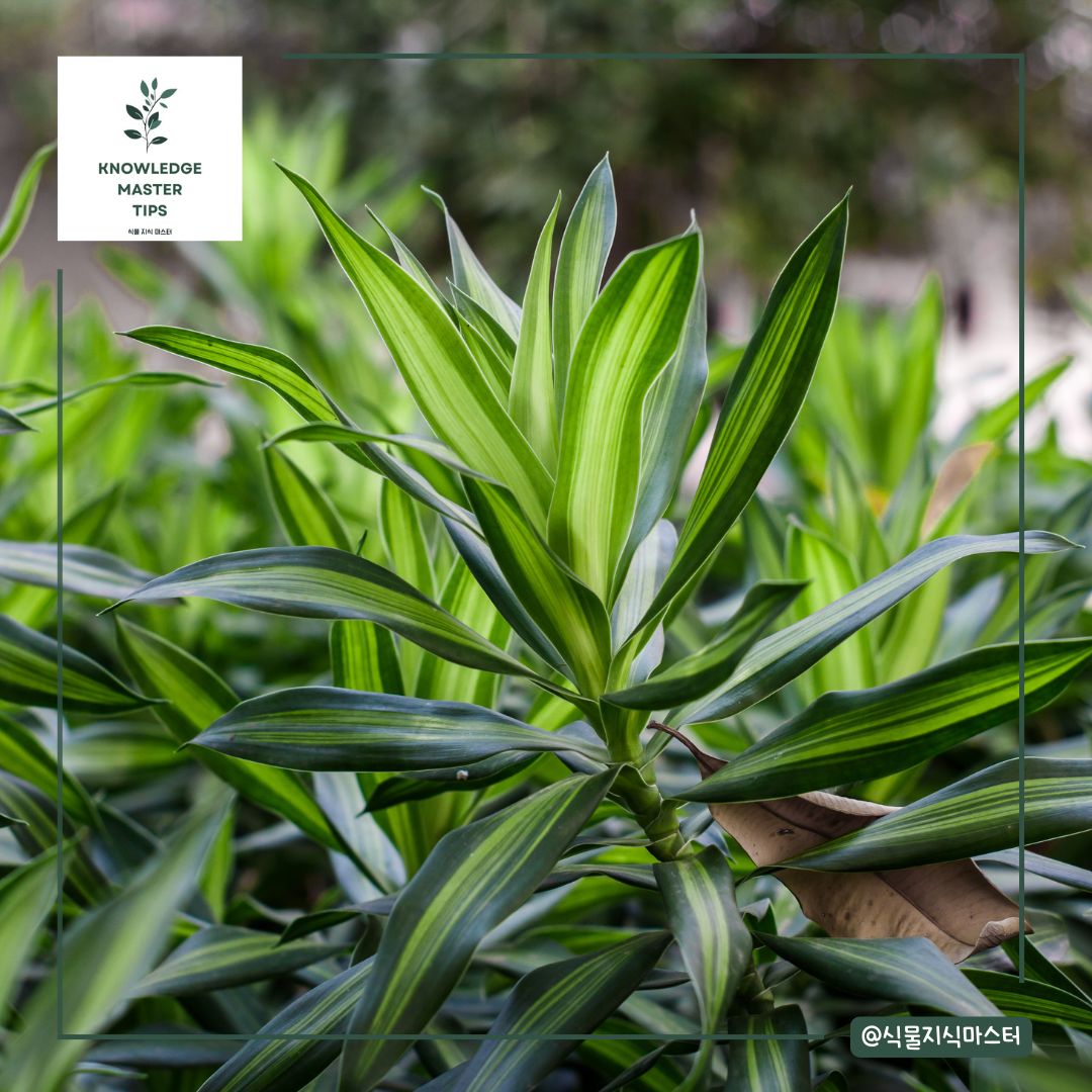 분갈이 후 관리: 새로운 환경에 적응할 수 있도록 도와주세요