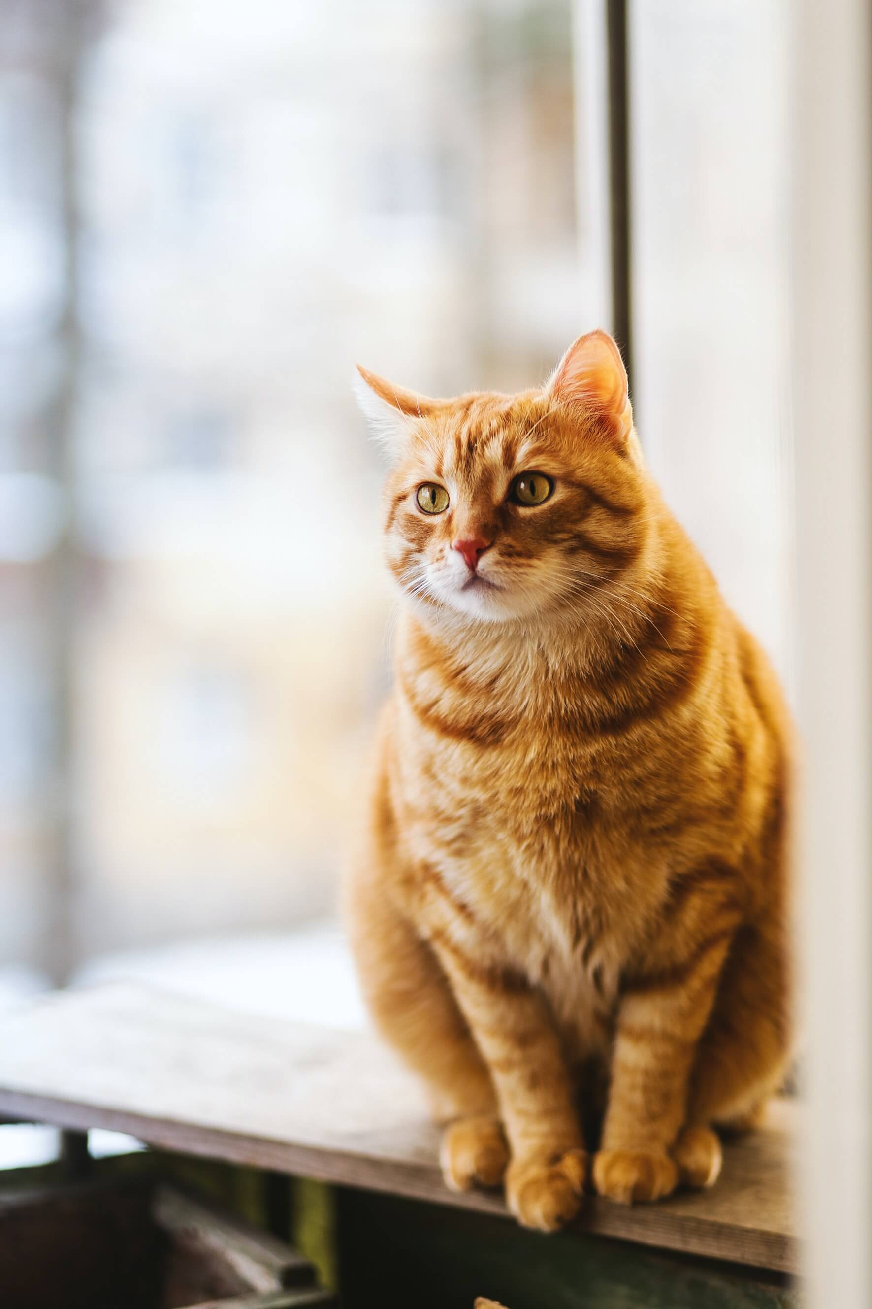 고양이