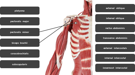 가슴 주변 근육 요약