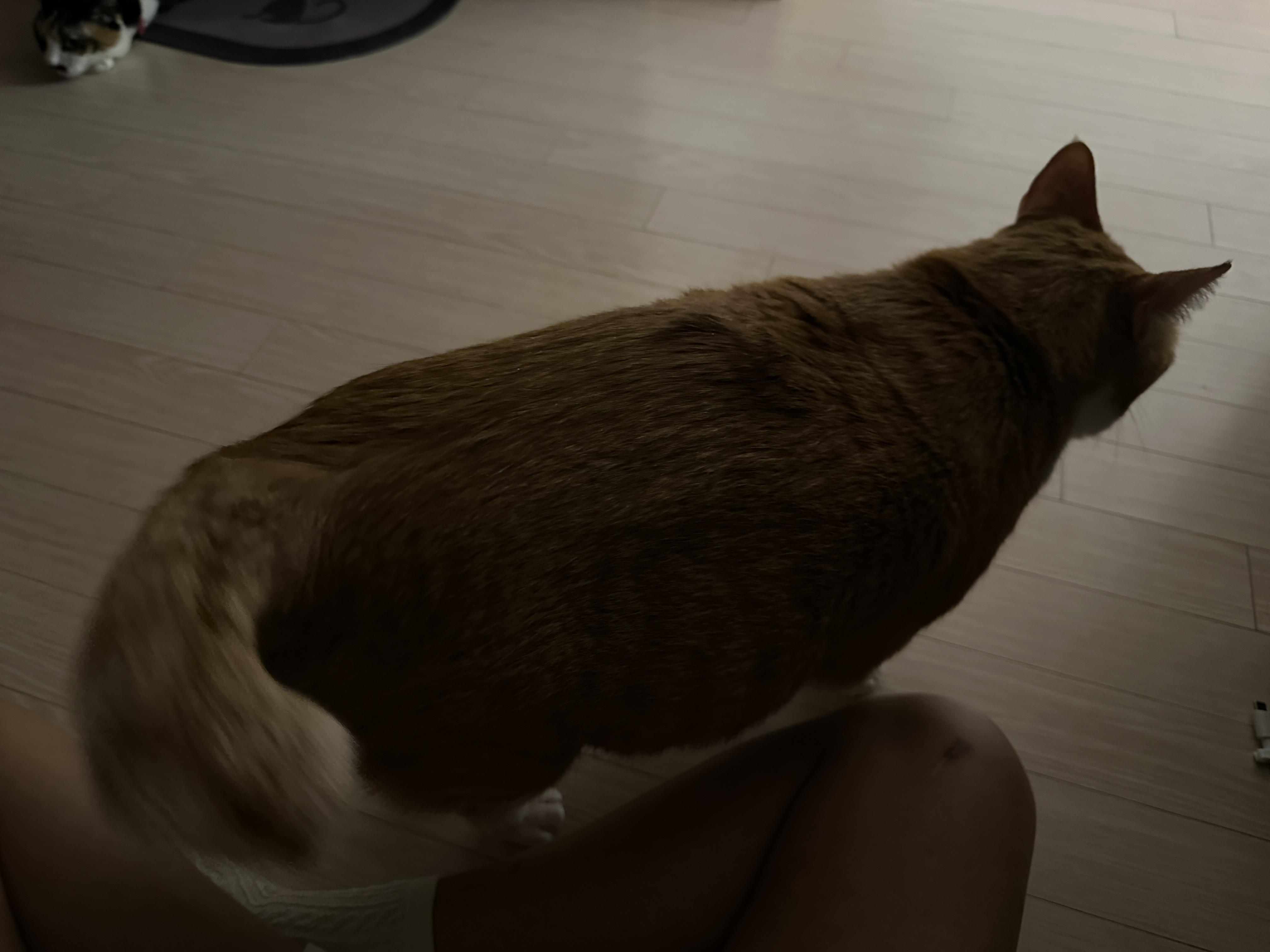 집에_도착한_호야