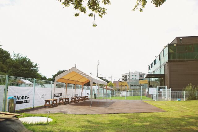 성남 반려견 카페 추천 BEST 5 : 분당·판교 강아지 동반 카페 총정리