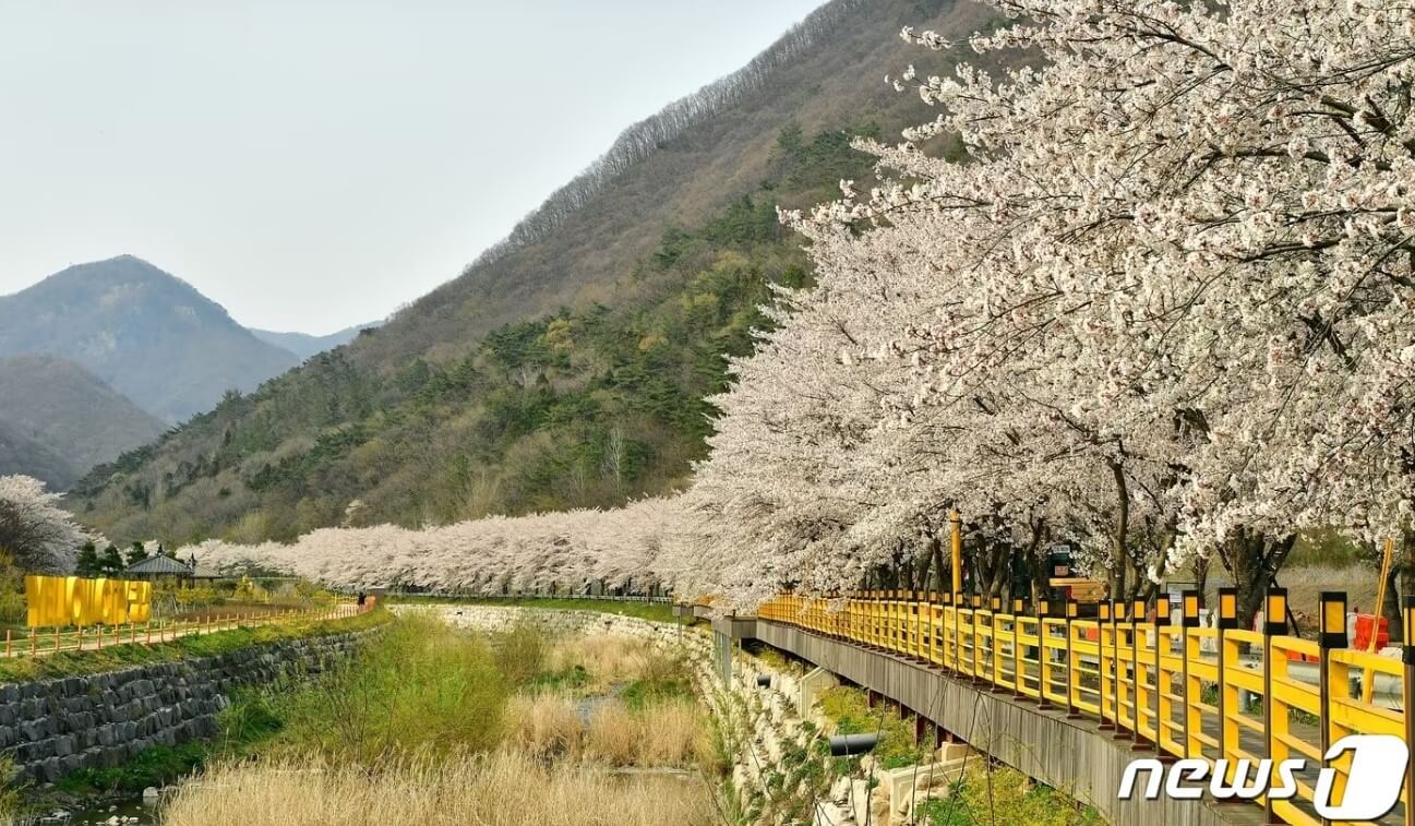 백양사 벚꽃길