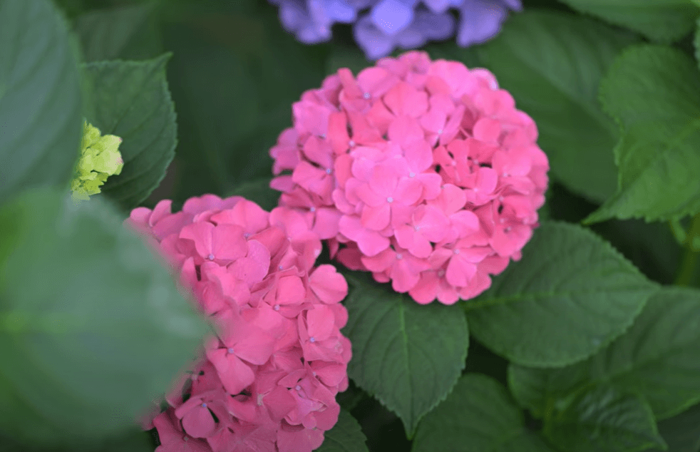 2025 강진 수국길 축제 : 축제 개요부터 방문 팁까지 총정리