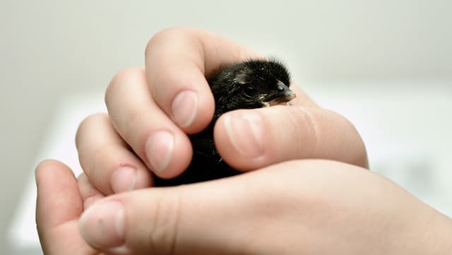 배양육 vs 전통 육류: 영양 성분 차이는?