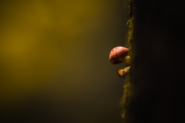 생명공학에서의 진균 단백질 생산 시스템 효율성 연구와 산업적 응용