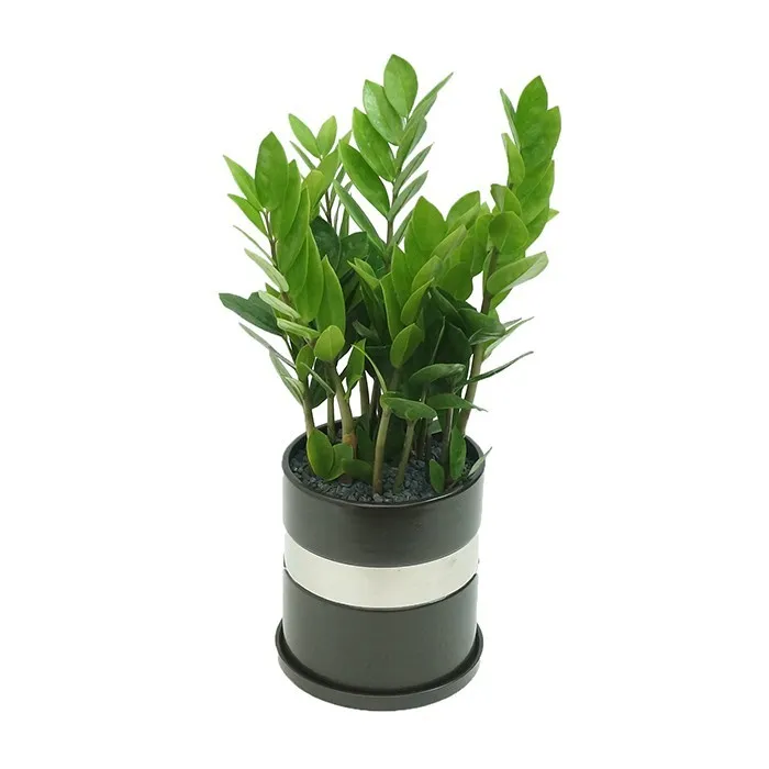 금전수 물주기 과습예방 배수층 만들기 흙선택 시니어도 편한 관리_8