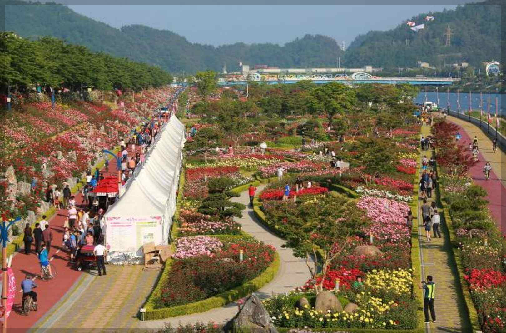 삼척장미축제 일정 주차정보 행사내용 주변관광지[총정리]