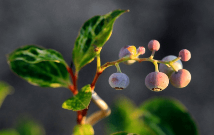 모새나무 꽃 열매 효능