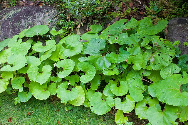 Petasites, 머위