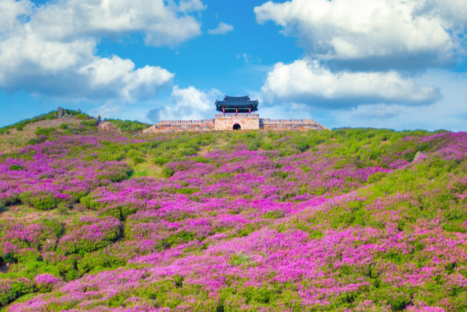 황매산 철쭉1