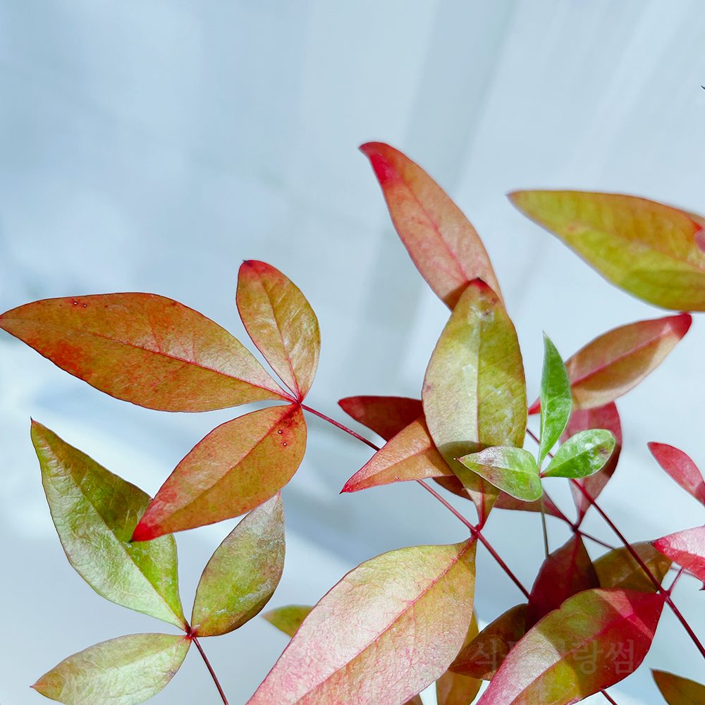 남천나무-가지치기