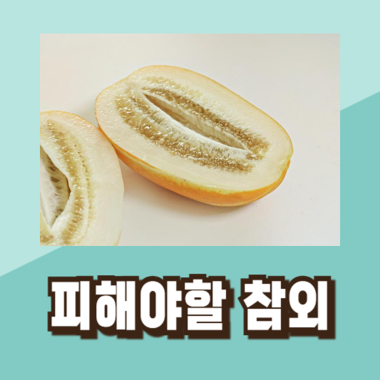 맛있는 참외 고르기