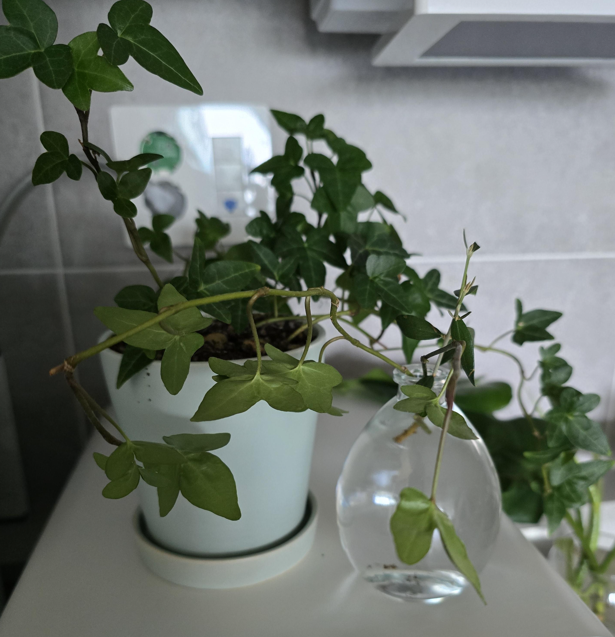 물꽂이중인 아이비