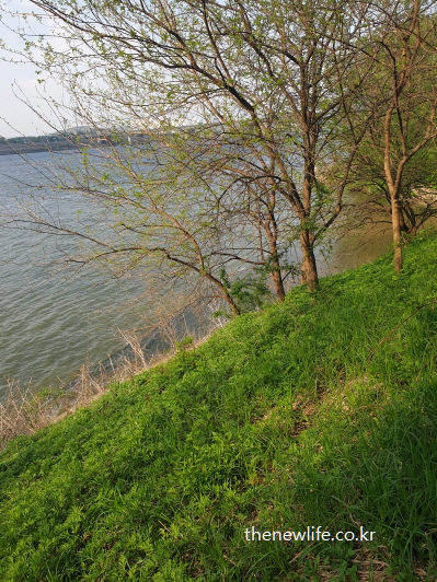 서울 고덕 수변생태공원의 한강변 산책길 풍경 / Scenic riverside walking path at Godeok Ecological Park in Seoul