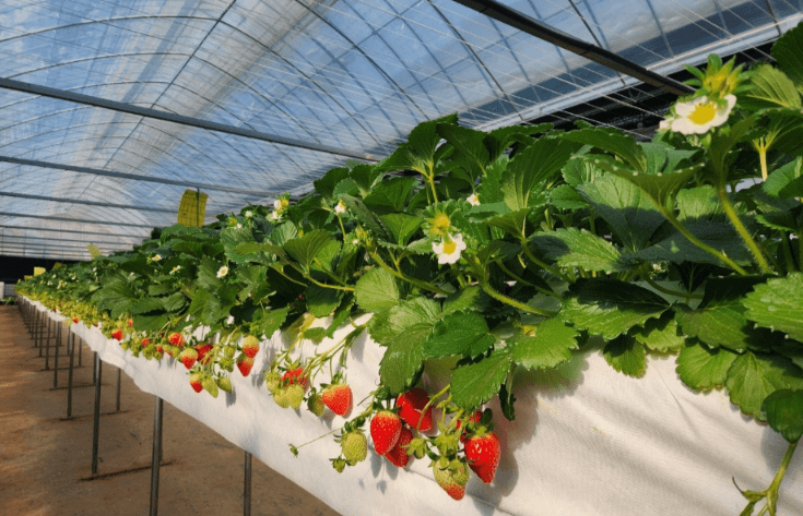 4월 축제 하는곳