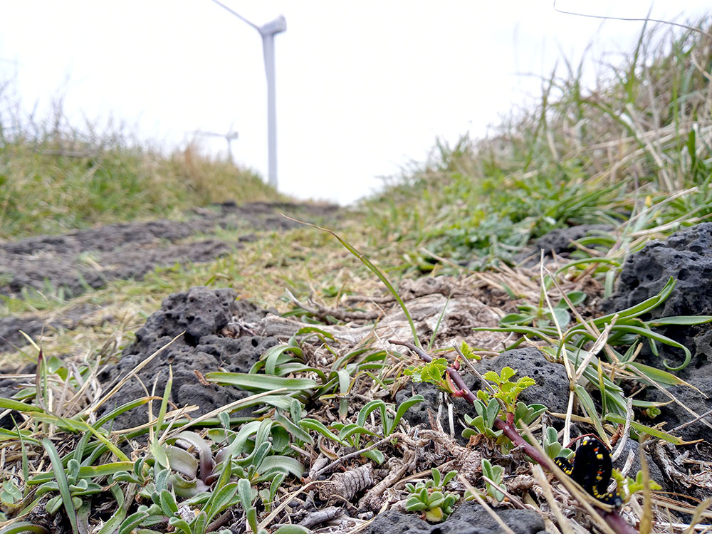 올레20코스: 성세기태역길