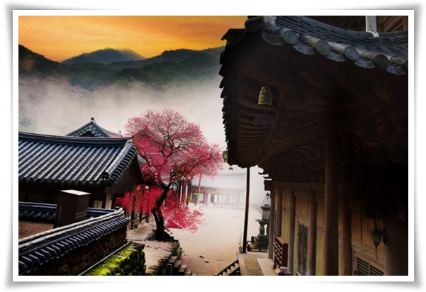 "매화" 겨울을 깨우는 은은한 향기의 비밀을 간직한 백매화 홍매화 청매화!