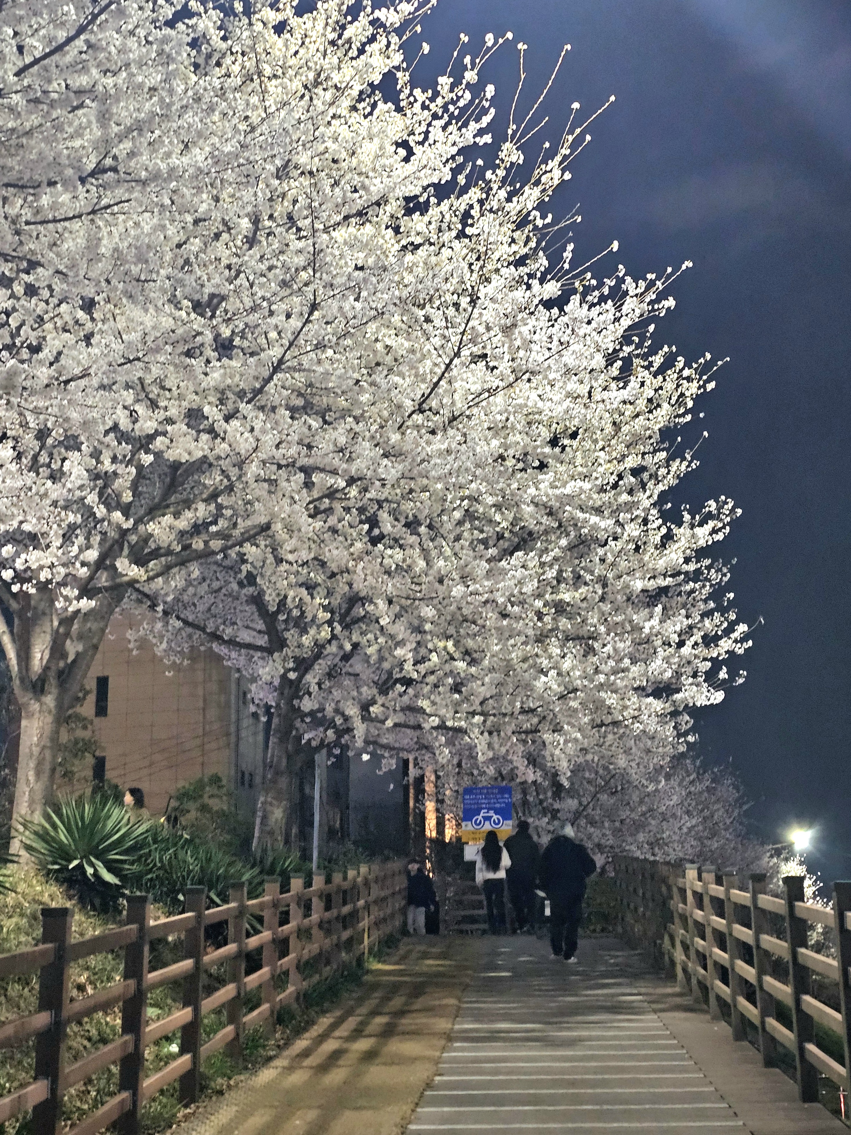 동촌유원지 벚꽃