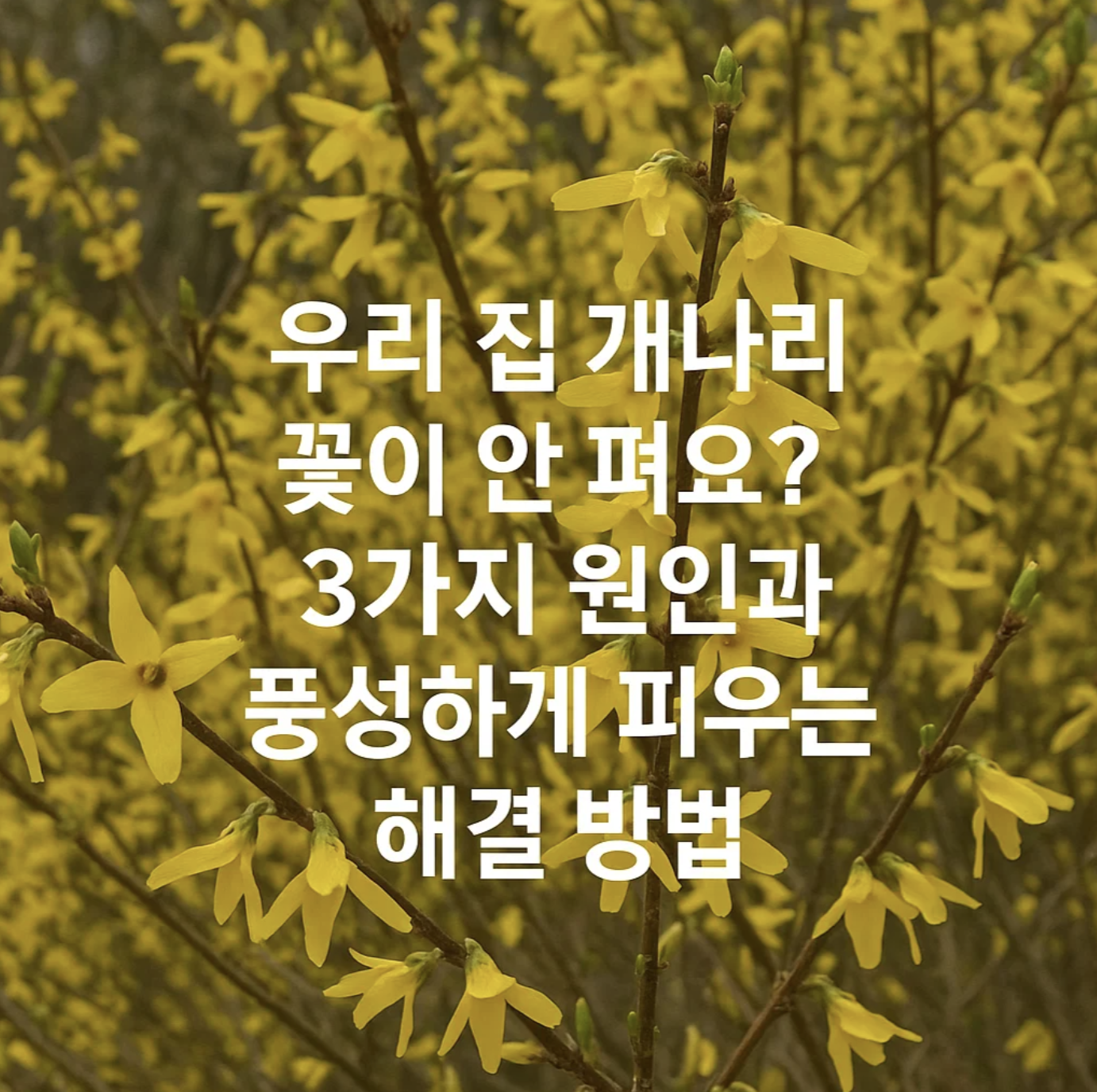 우리 집 개나리 꽃이 안 펴요? 3가지 원인과 풍성하게 피우는 해결 방법