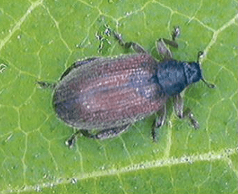 느티나무벼룩바구미