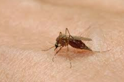 두통 및 근육통