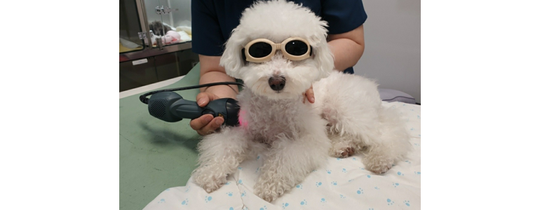 부산 기장군 동물병원