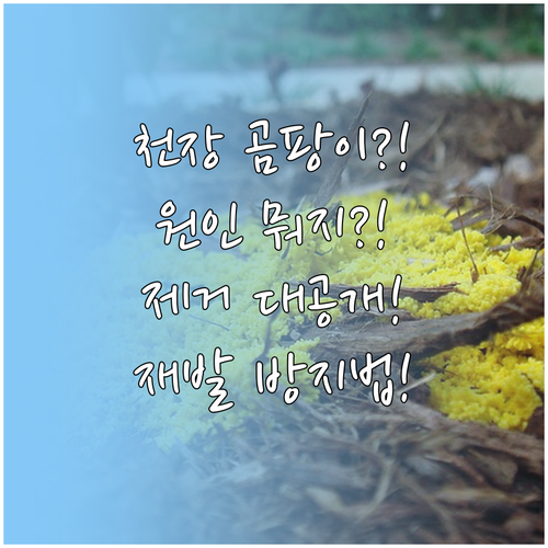 베란다 천장 곰팡이 발생 원인과 제거..