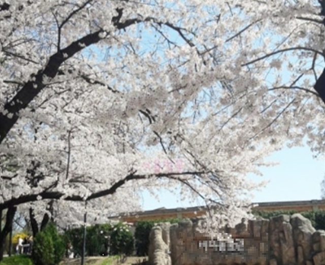 서울 벚꽃 명소 추천 베스트10 여의도 윤중로 석촌호수 서울숲 경희대학교 캠퍼스 남산공원 &amp; 남산도서관 앞 창경궁 양재천 북서울 꿈의숲 안양천 벚꽃길 한성대입구 낙산공원