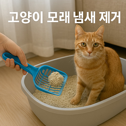 고양이-모래-냄새-제거-꿀팁