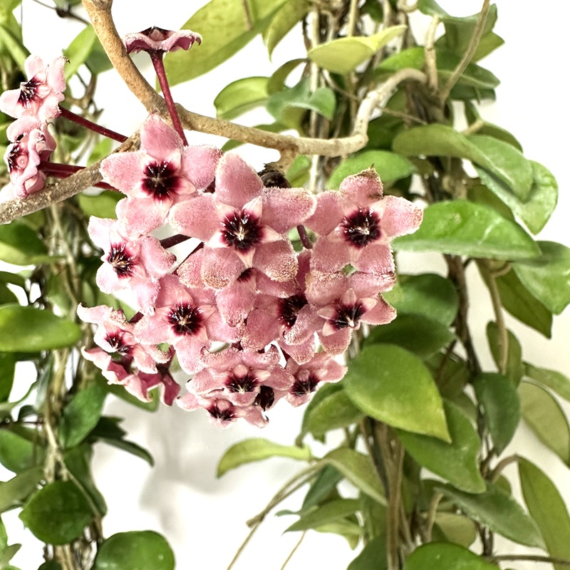 호야 키우기 수경재배 꽃피우기 물주기 꽃말