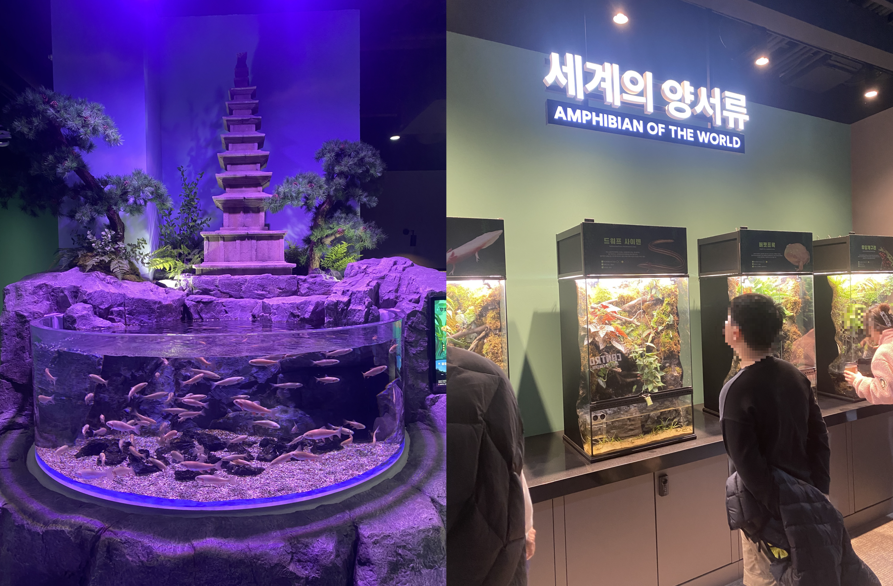 충주 아쿠아리움 양서류