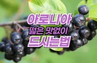 아로니아 효능 칼로리 권장섭취량_15