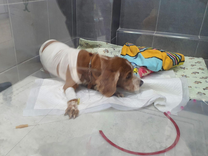 수술 후 춘향이