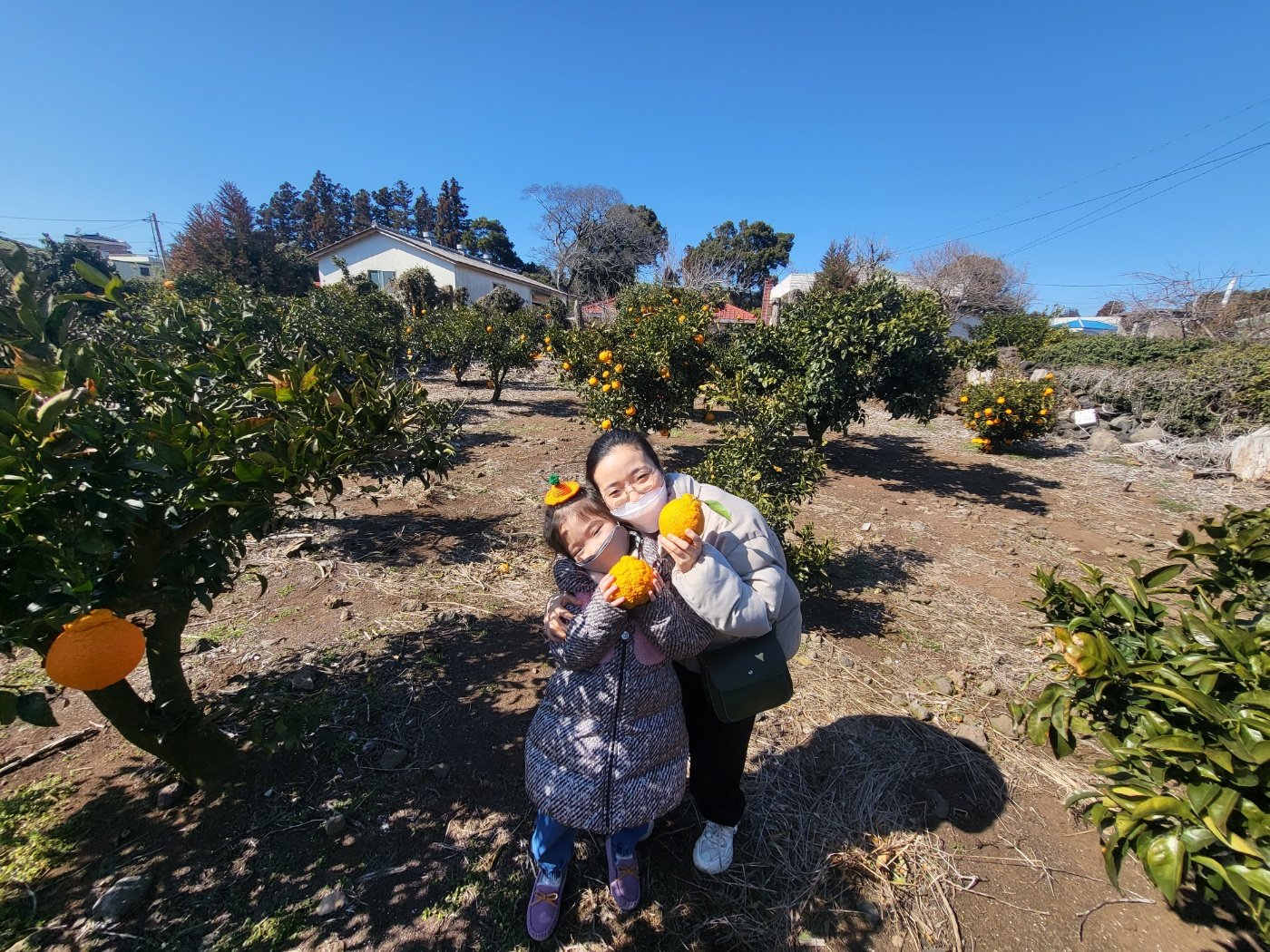 제주도 한라봉 체험&amp;#44; 감귤 체험