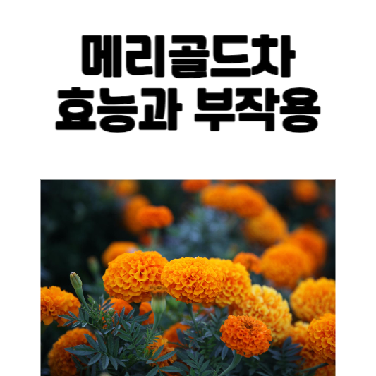 메리골드차 효능과 부작용