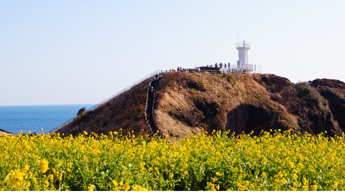 제주도 관련 이미지