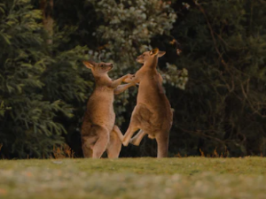 싸우는 꿈 해몽