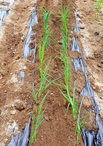 텃밭 대파 키우는 방법 파종 시기_17