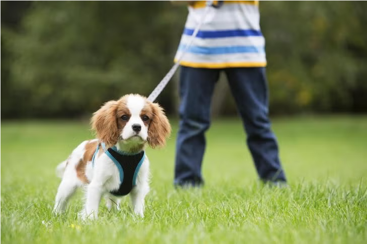 동물병원 선택 (병원 기준, 진료 준비, 보호자 역할)