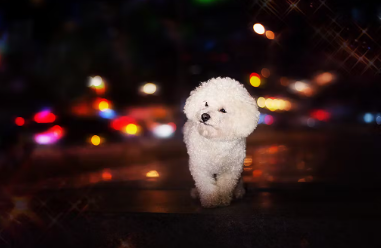 야간에 개 산책하기.